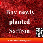 Buy newly planted saffron